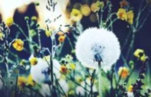 Free download Make A Wish [Wallpaper] free photo or picture to be edited with GIMP online image editor